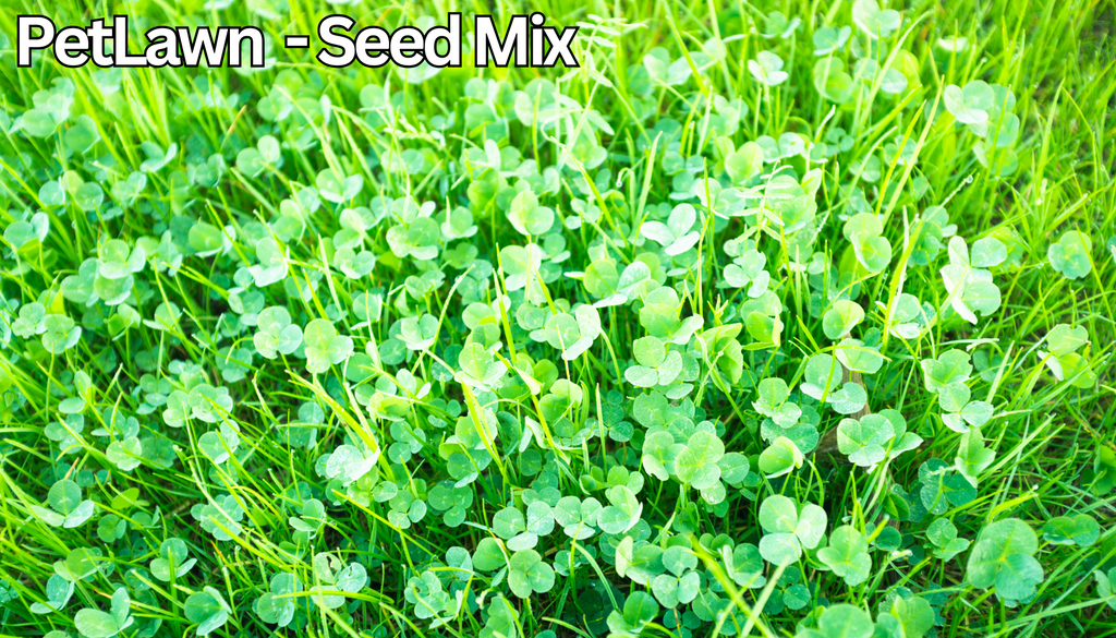 PetLawn™ Dog-Friendly Lawn Mix – Durable, Pet-Safe Grass & Clover Blend