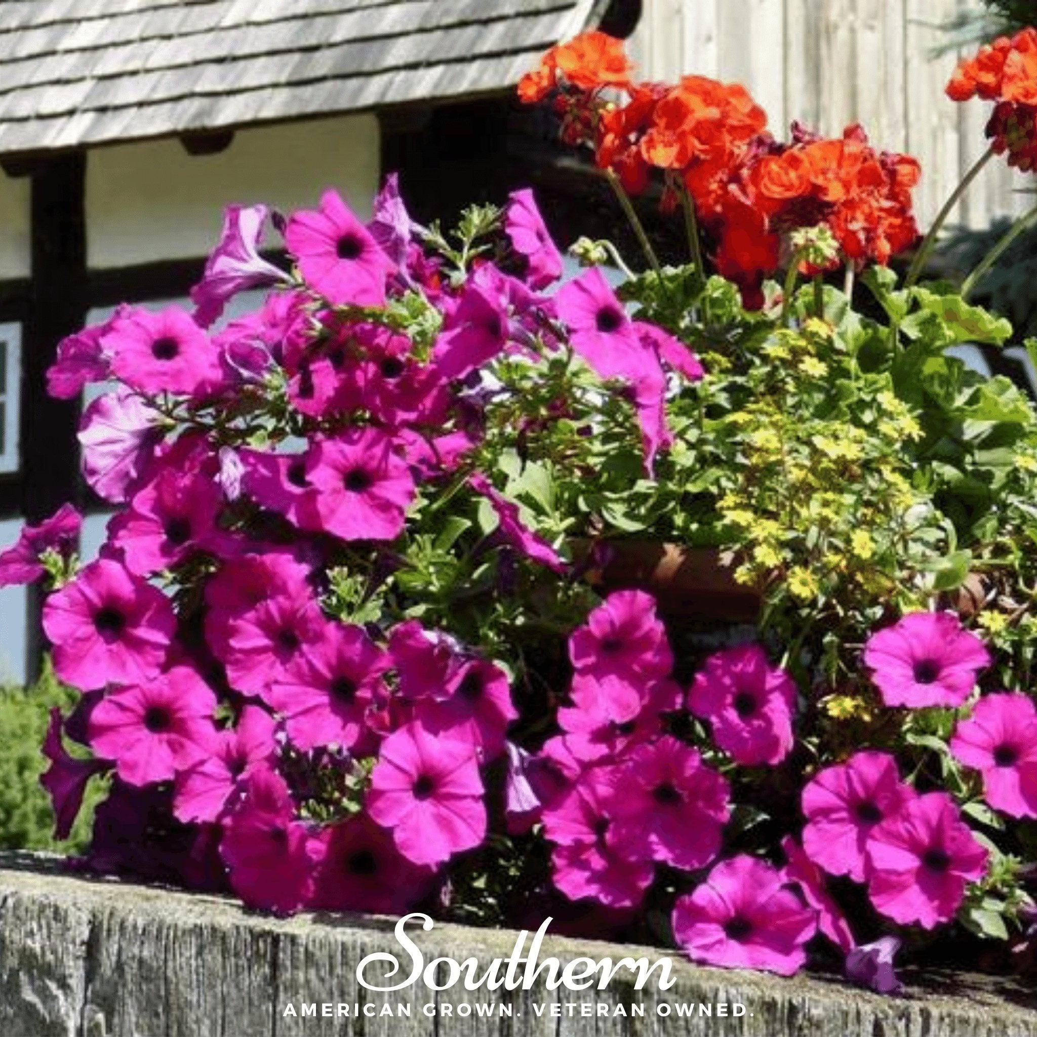 Shanin Wild Petunia – 250 Seeds