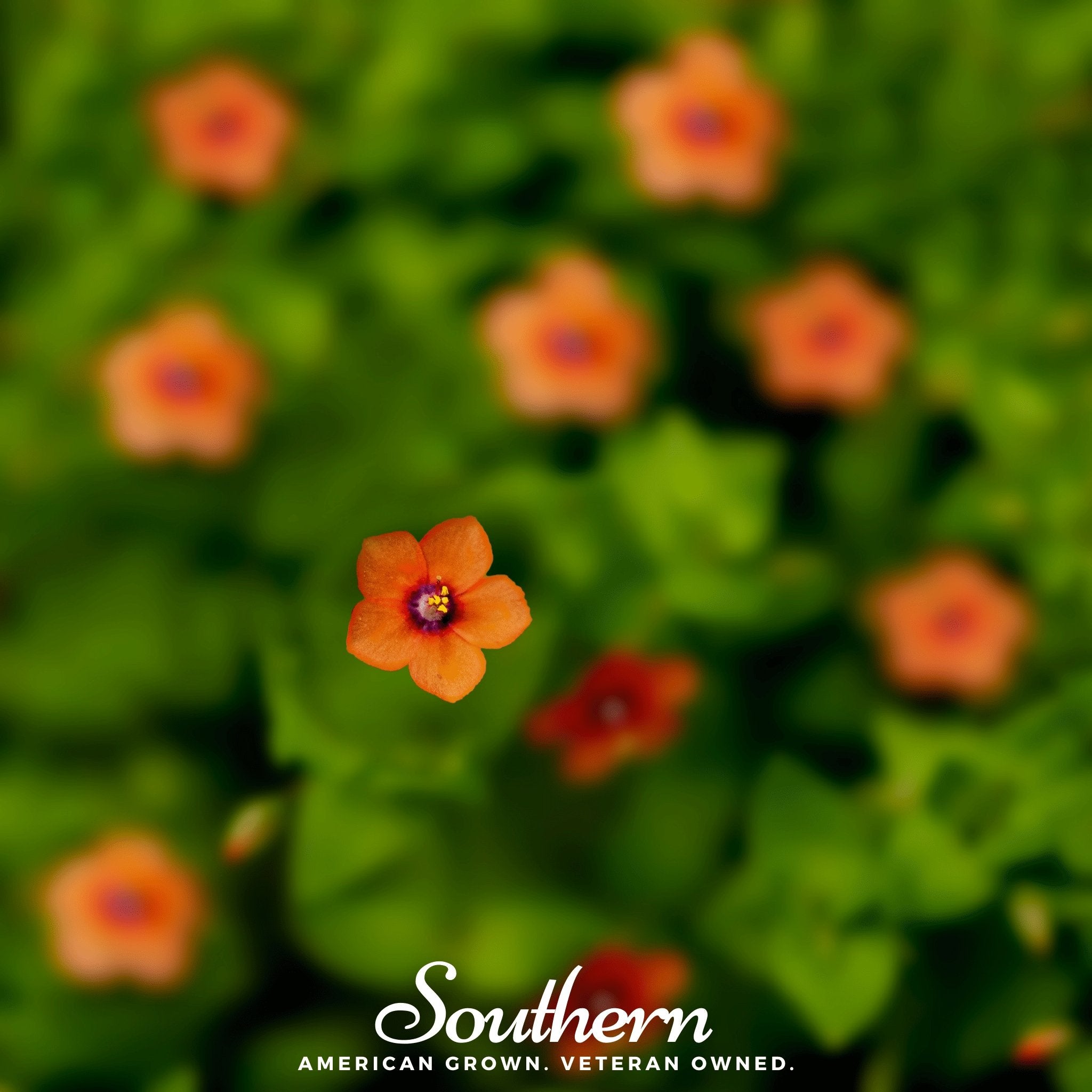 Scarlet Pimpernel – 100 Seeds