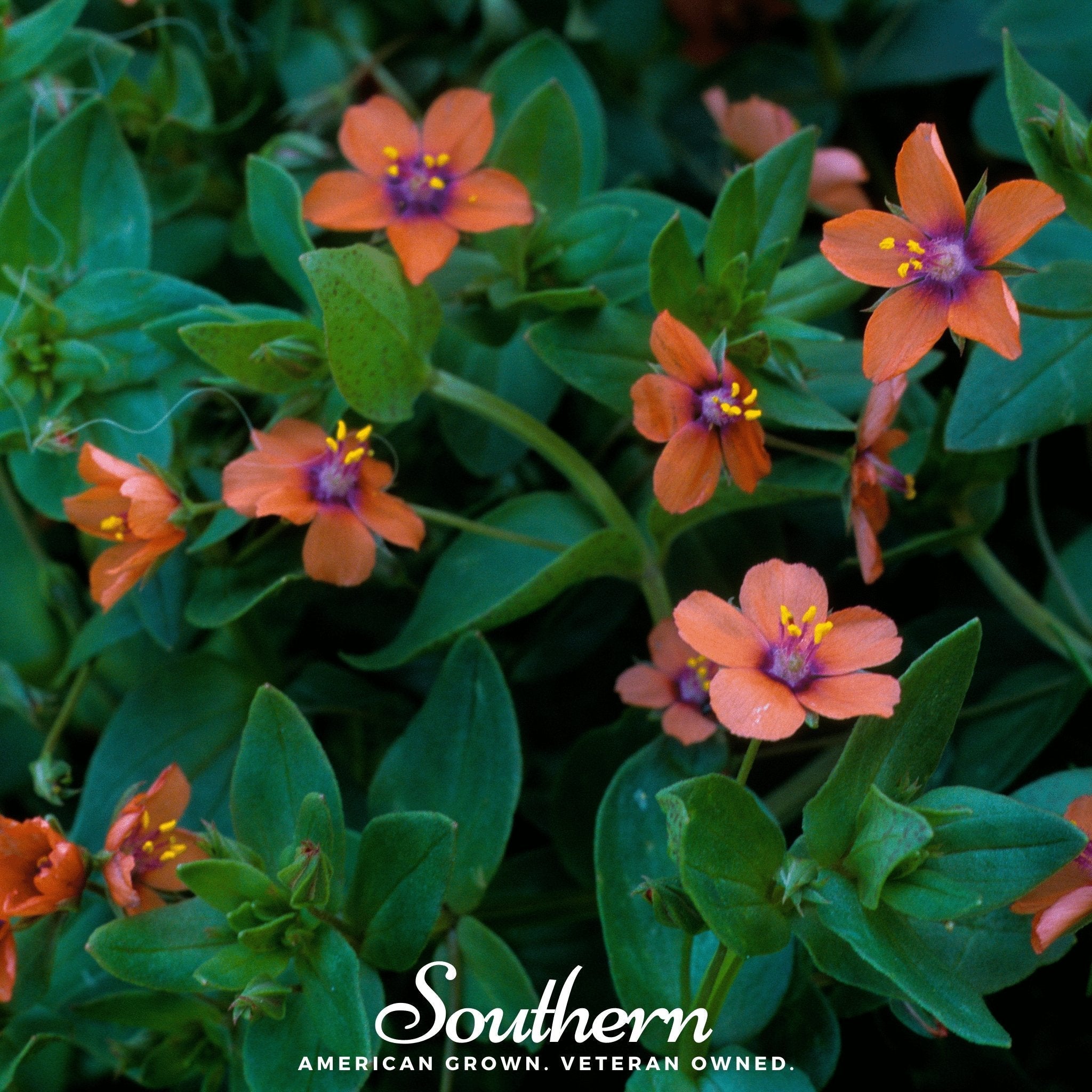 Scarlet Pimpernel – 100 Seeds