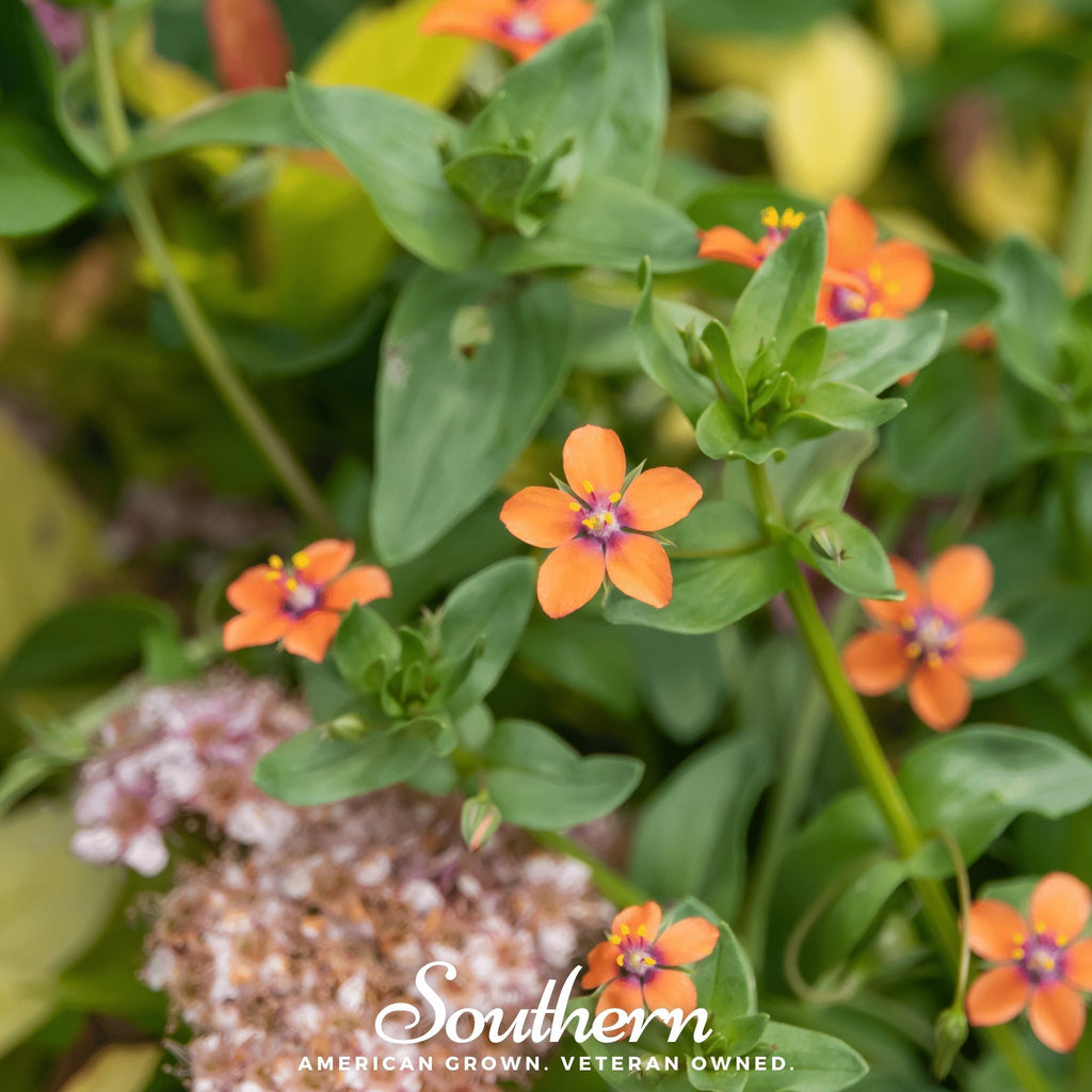 Scarlet Pimpernel – 100 Seeds