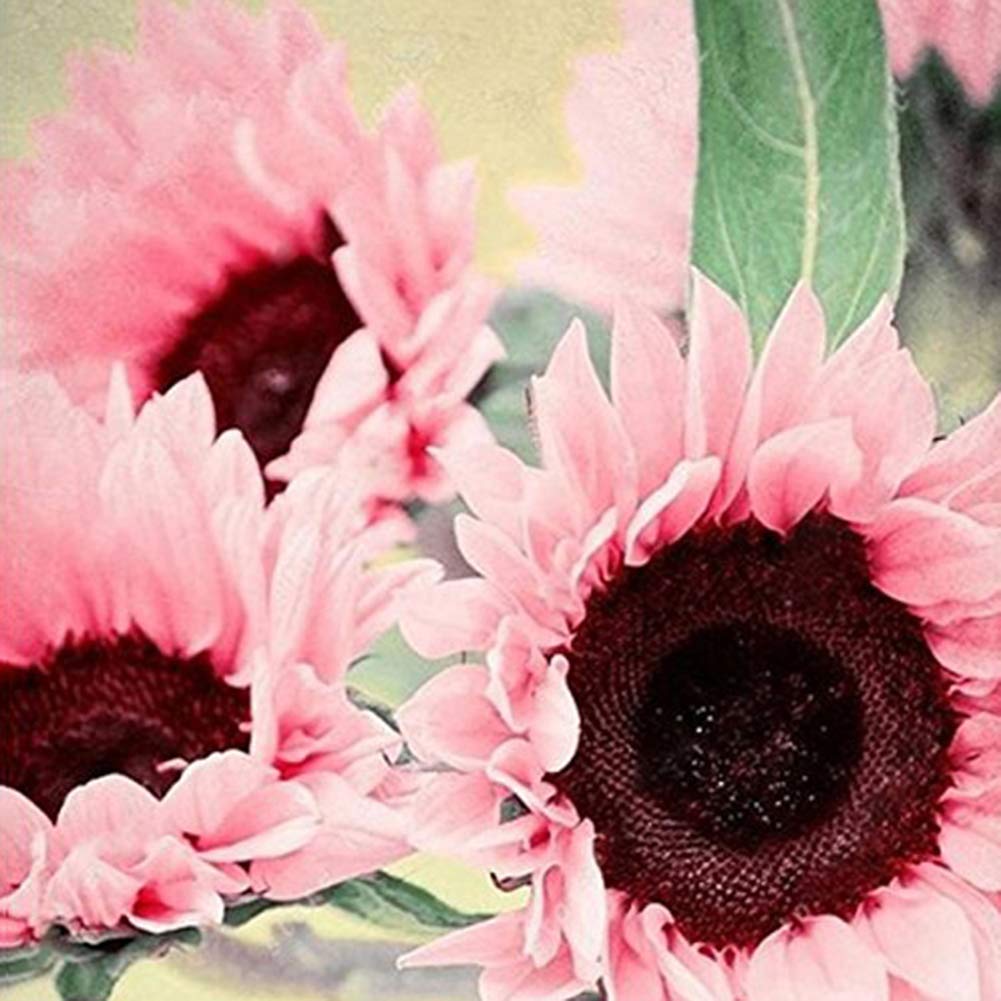 Pink Sunflower Seeds – Unique Soft Pink Blooms for Gardens & Cut Flowers