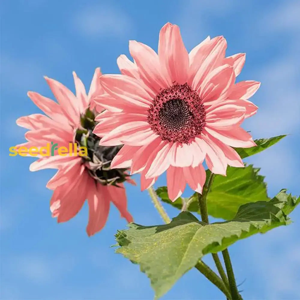 Pink Sunflower Seeds - Brighten Your Garden with Stunning Blooms for Easy Planting
