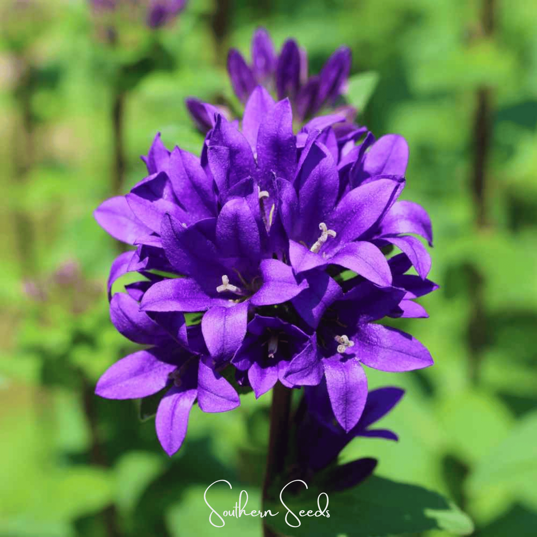 Pixie Patch Seed Collection – 10 Enchanted Varieties