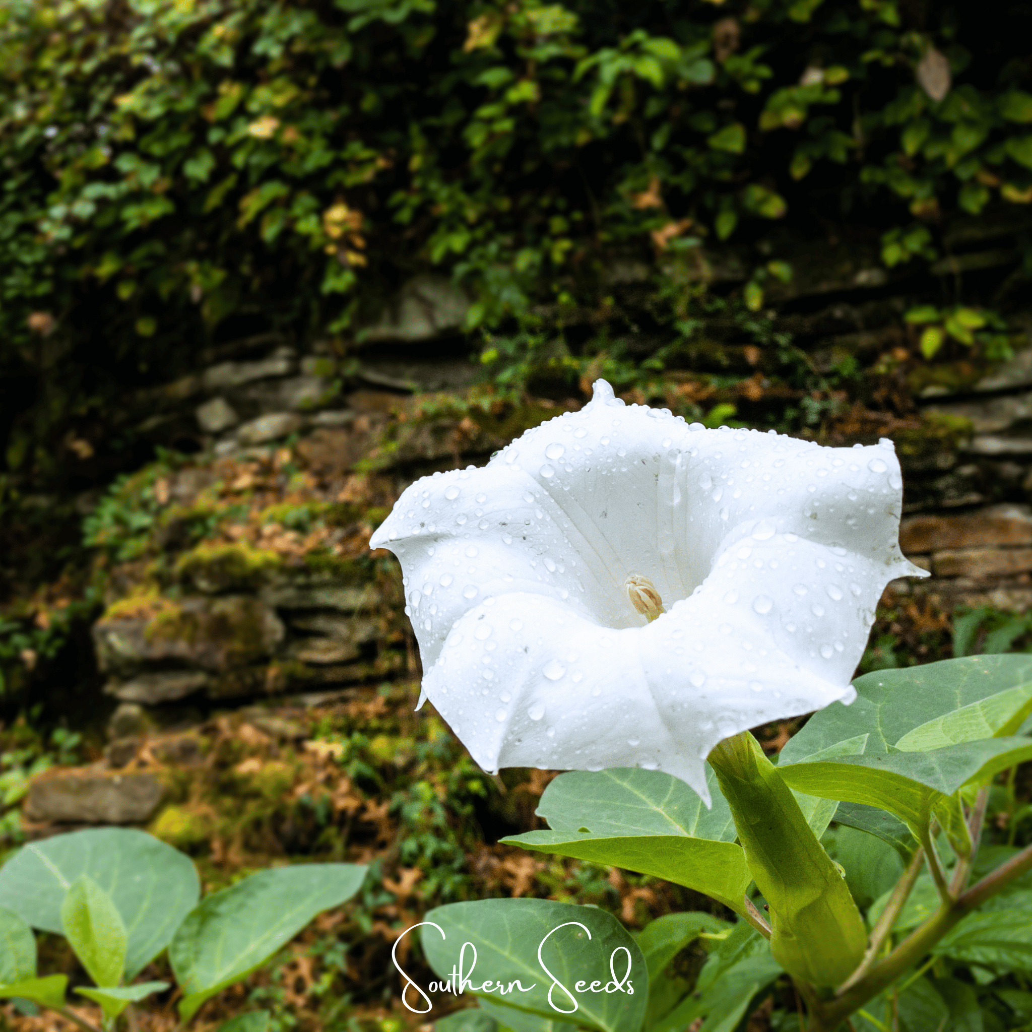 Pixie Patch Seed Collection – 10 Enchanted Varieties