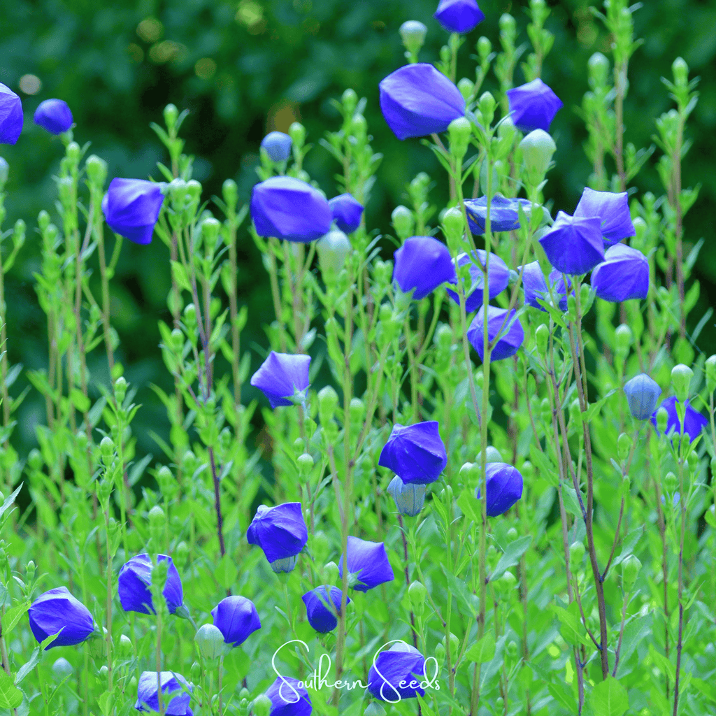 Pixie Patch Seed Collection – 10 Enchanted Varieties