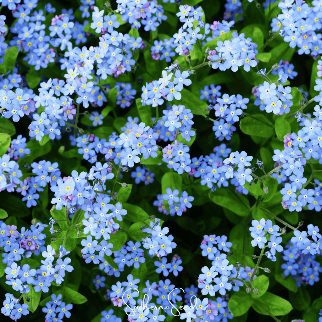 Pixie Patch Seed Collection – 10 Enchanted Varieties