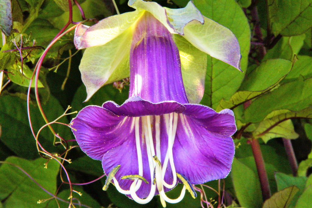 5 CUP & SAUCER VINE Cathedral Bells Cobaea Scandens Climber Purple Hummingbird Flower Seeds