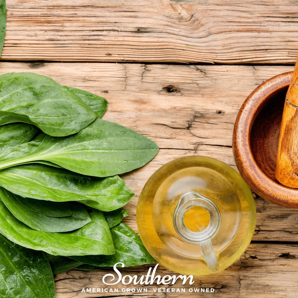 Plantain – 100 Seeds