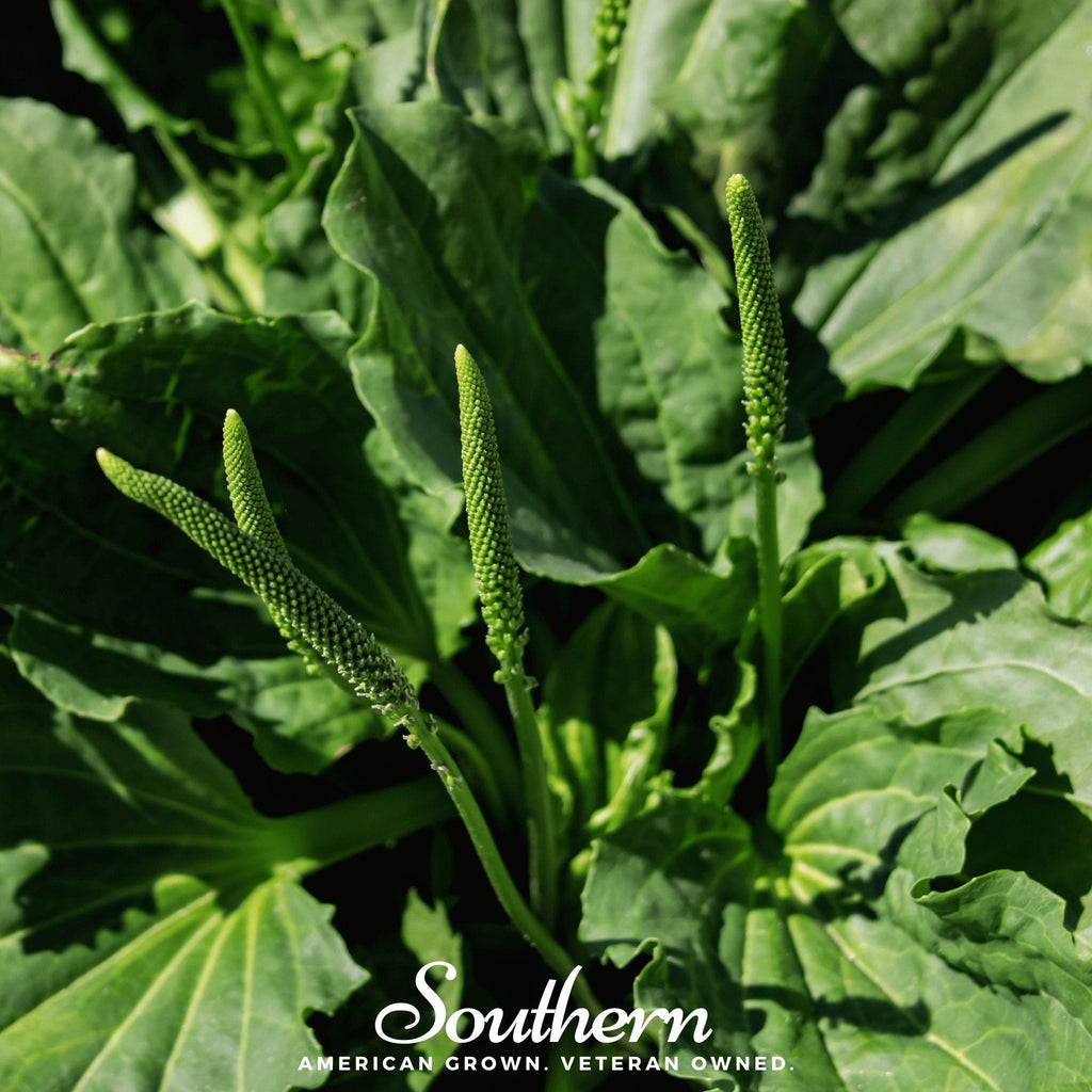 Plantain – 100 Seeds