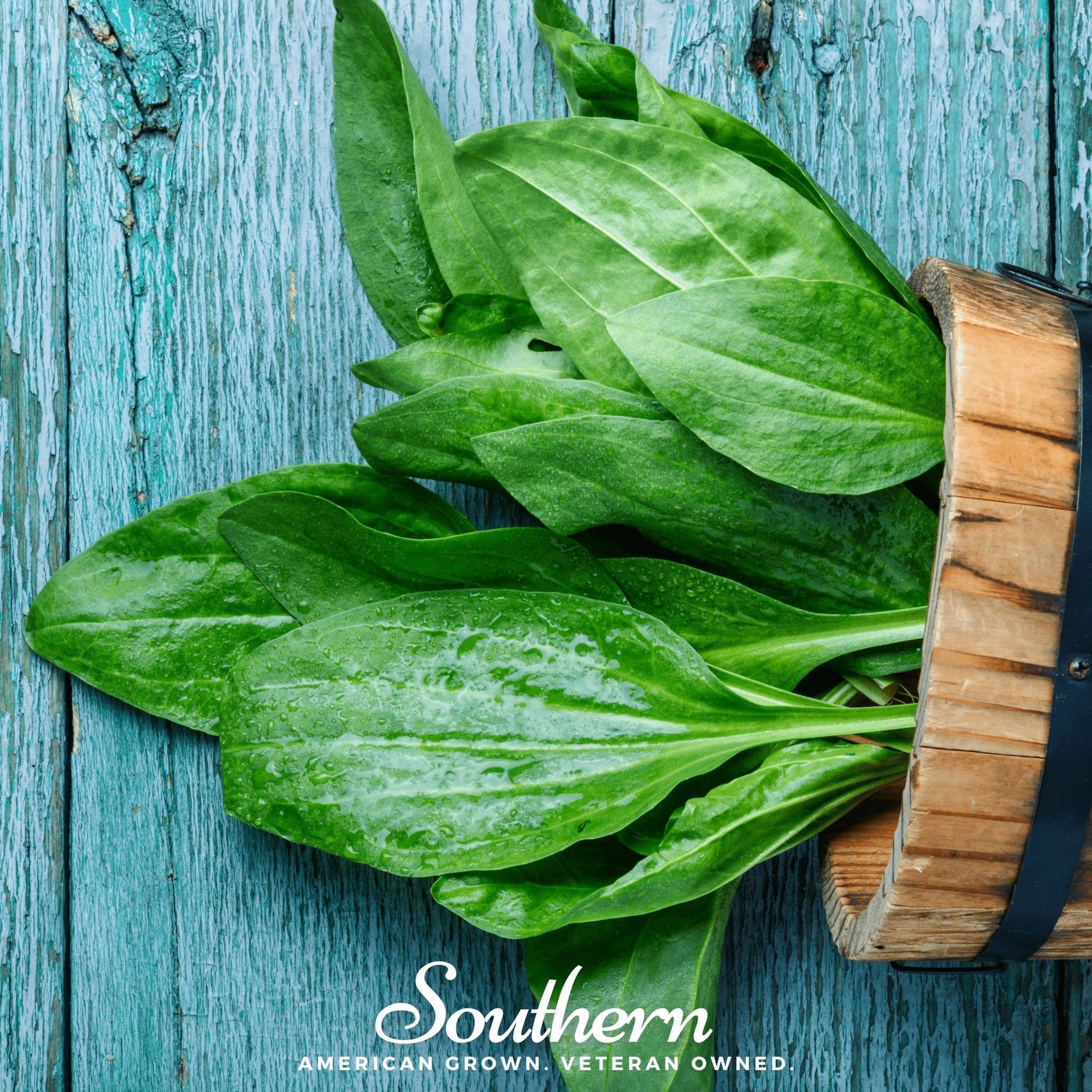 Plantain – 100 Seeds