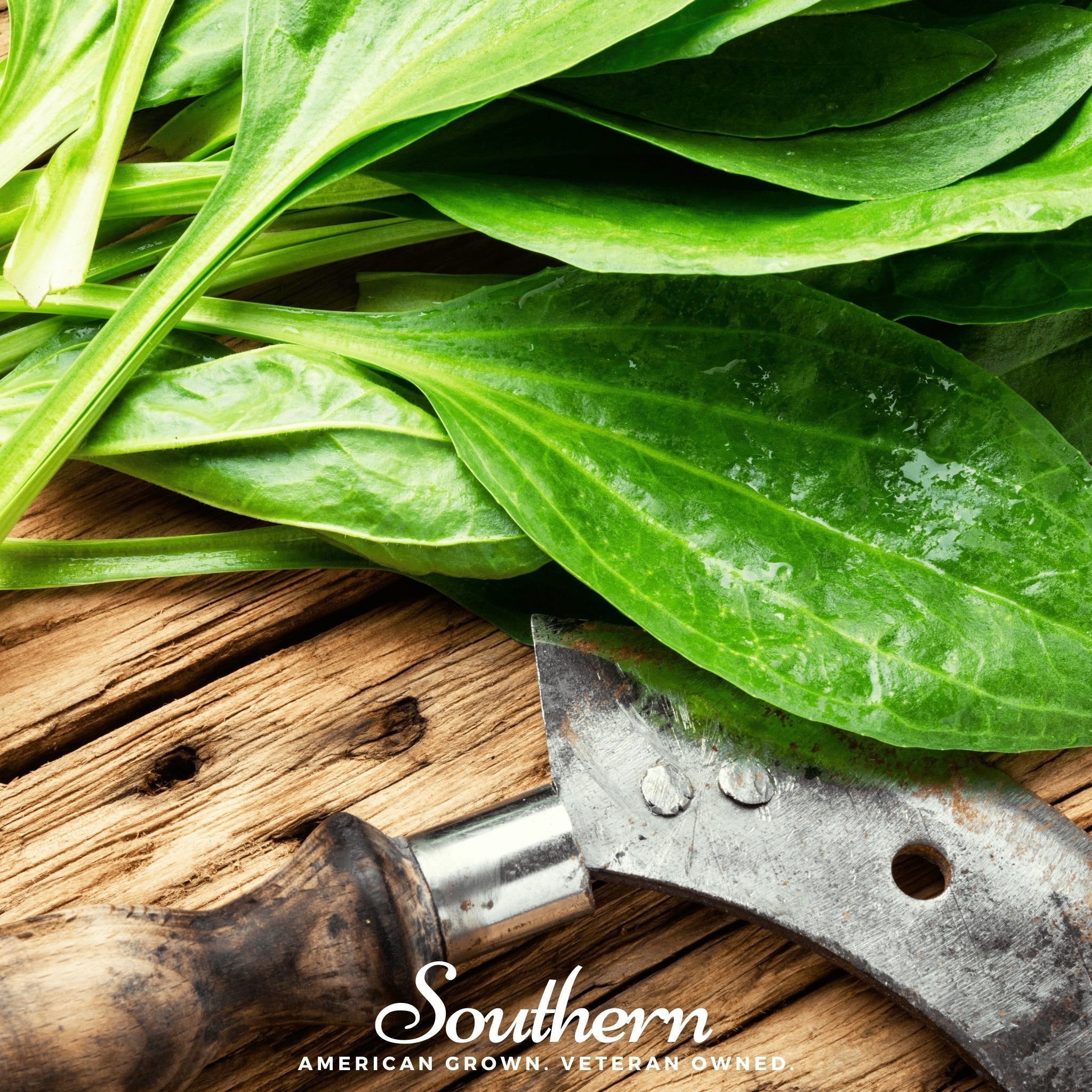 Plantain – 100 Seeds