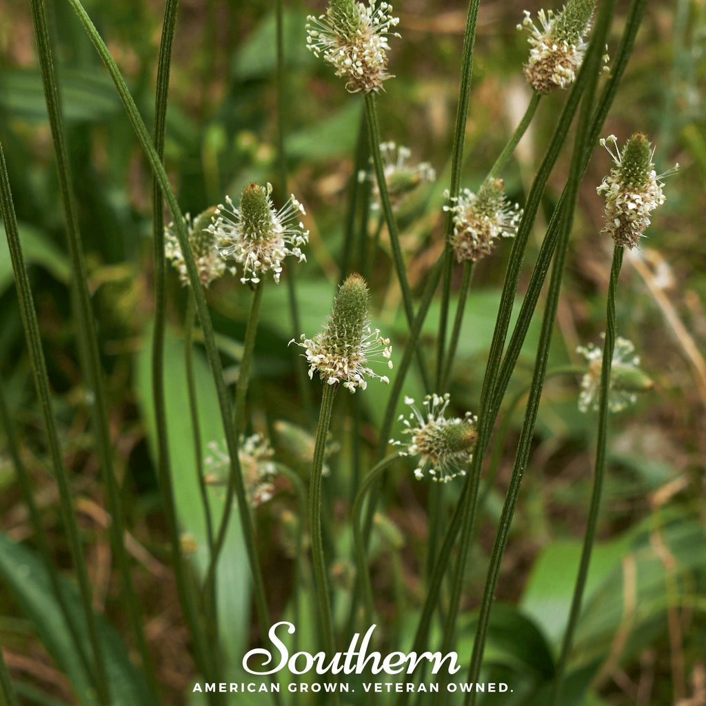 English Plantain – 100 Seeds