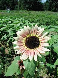Sunflower Seeds (Strawberry Blonde Sunflower Seeds) - Unique Rose-Tinted Blooms for Gardens