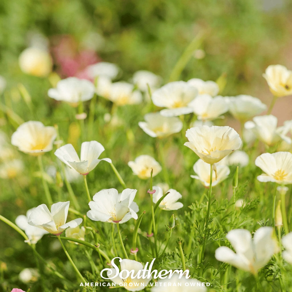Ivory Castle California Poppy – 50 Seeds