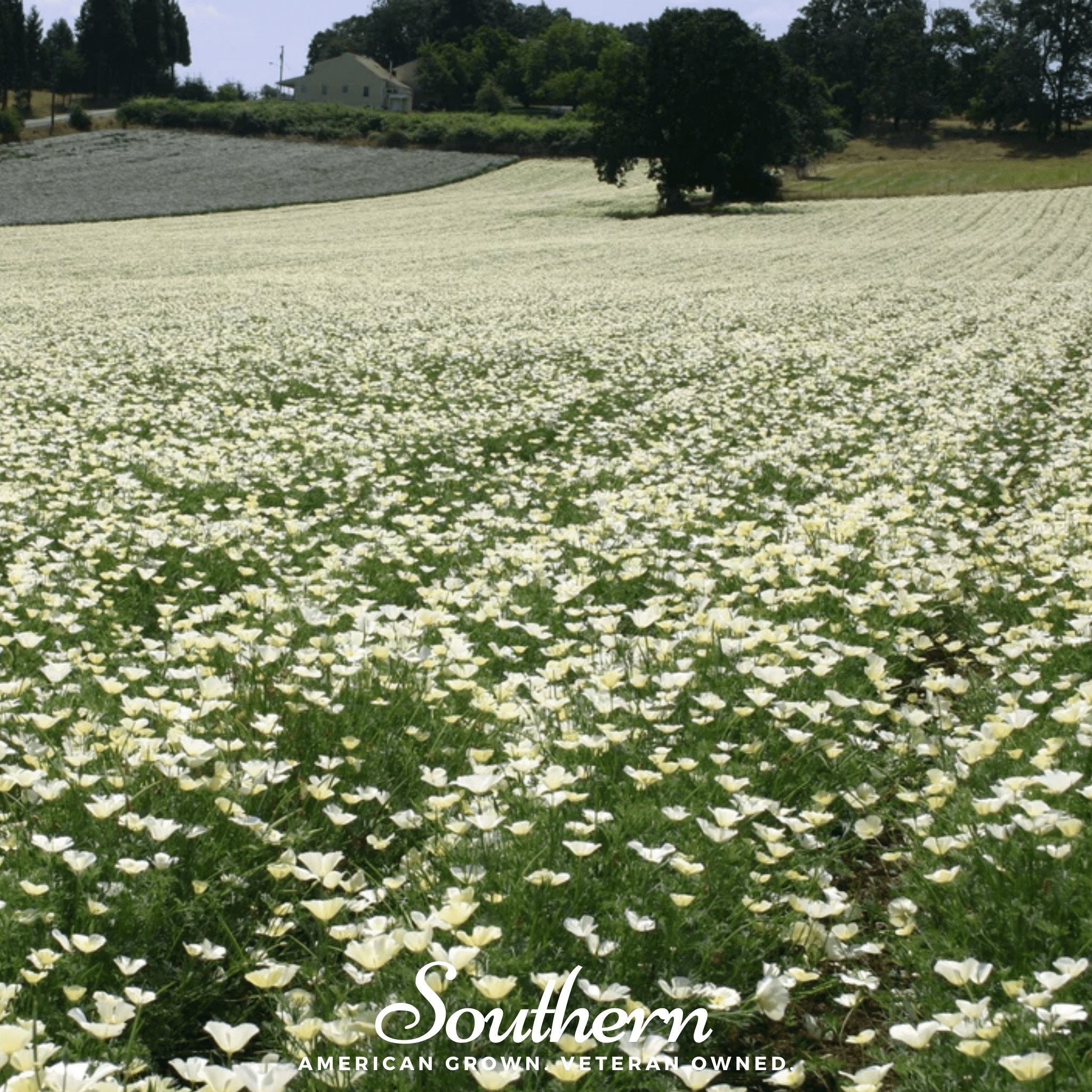 Ivory Castle California Poppy – 50 Seeds