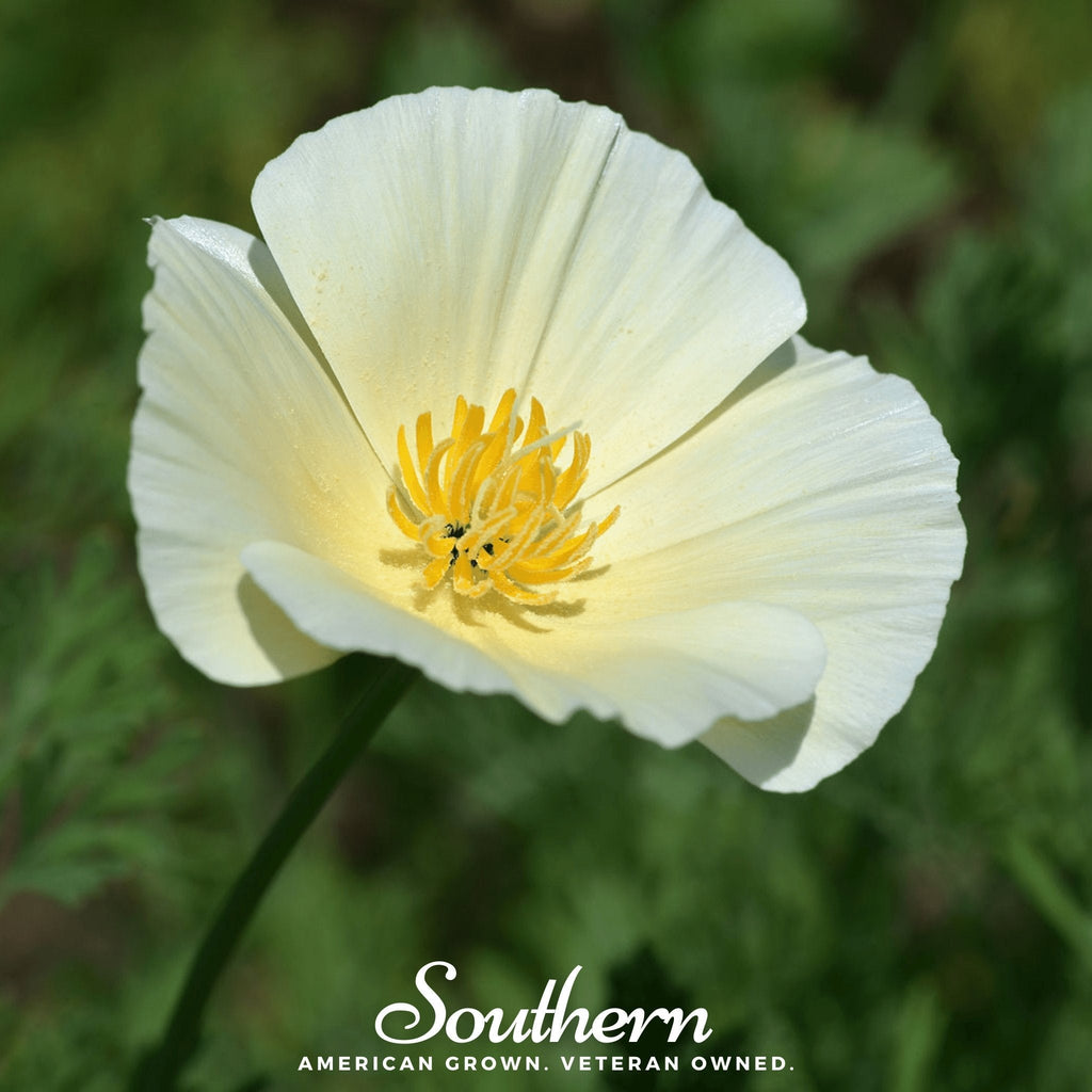 Ivory Castle California Poppy – 50 Seeds