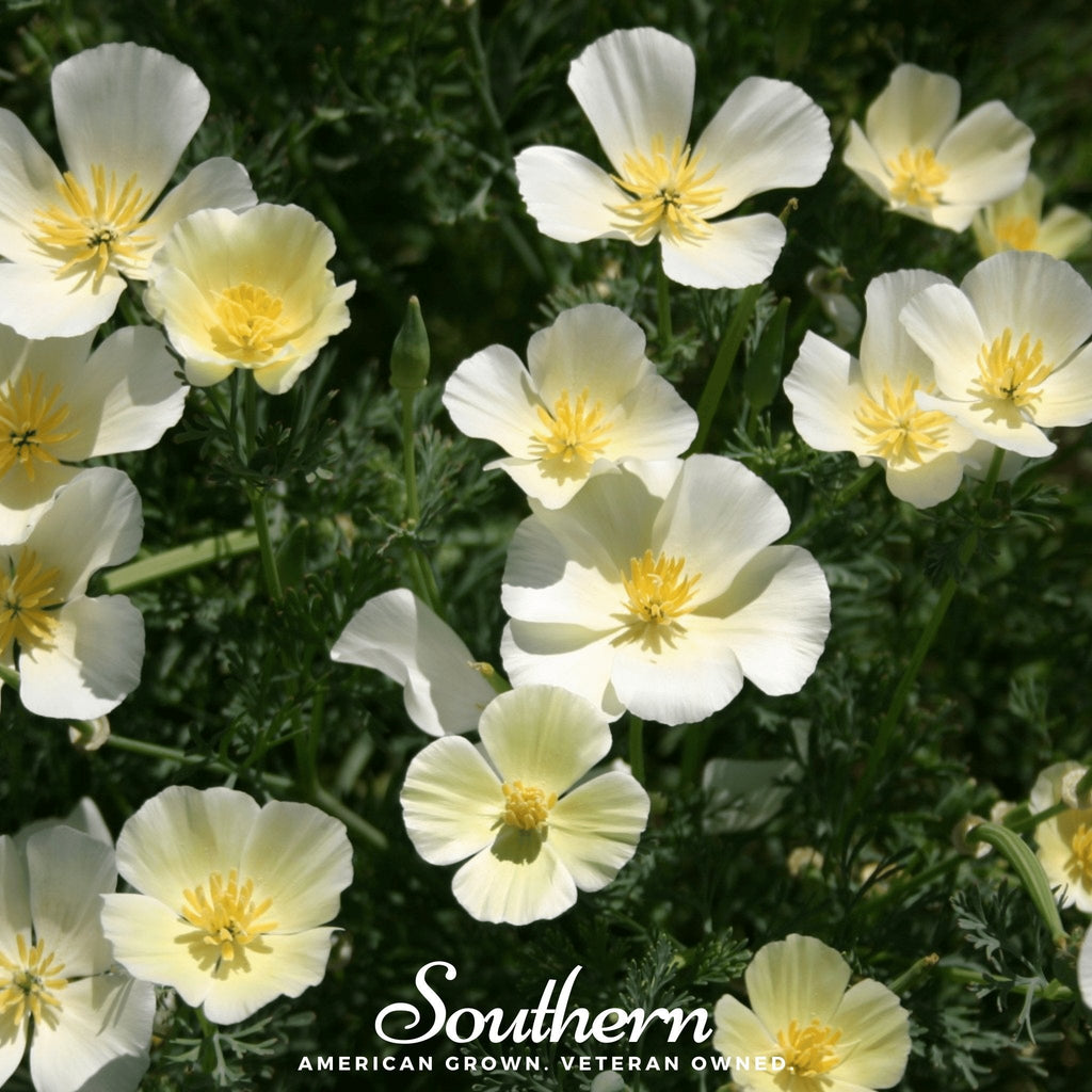 Ivory Castle California Poppy – 50 Seeds