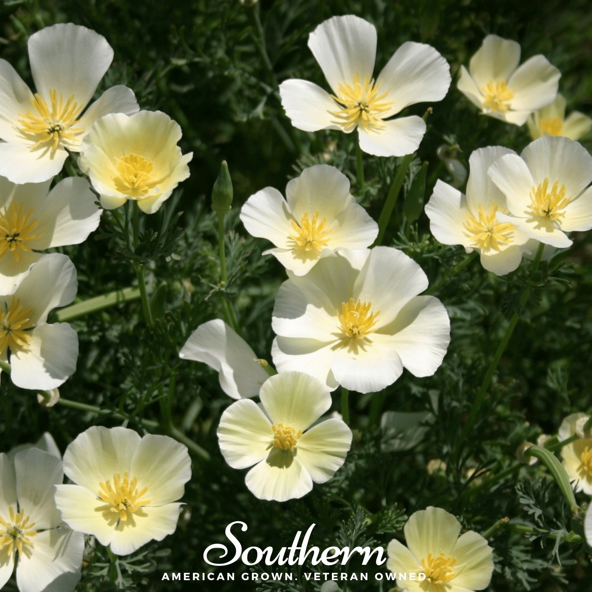 Ivory Castle California Poppy – 50 Seeds