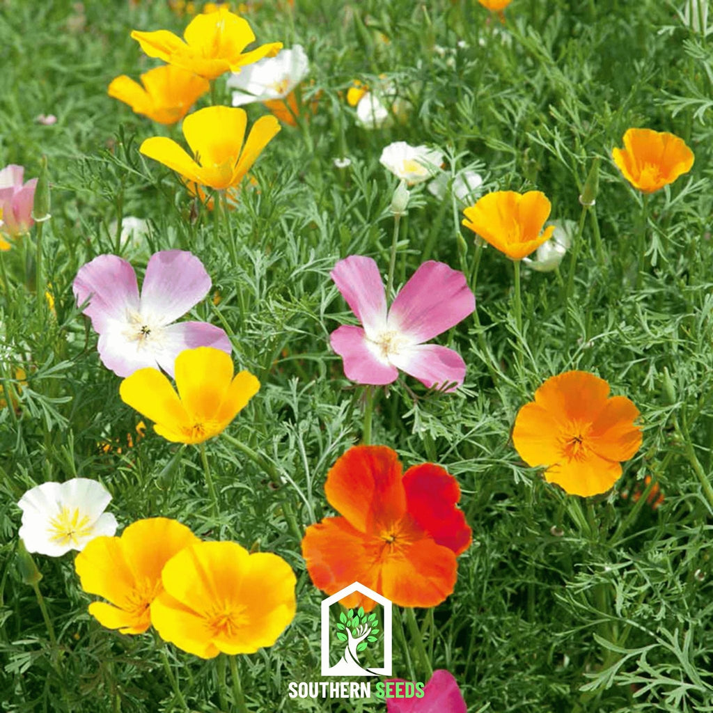 California Poppy Mix – 200 Seeds