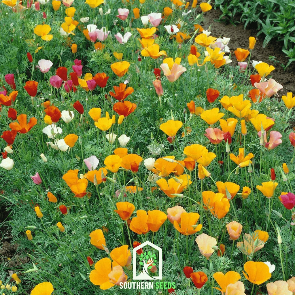 California Poppy Mix – 200 Seeds