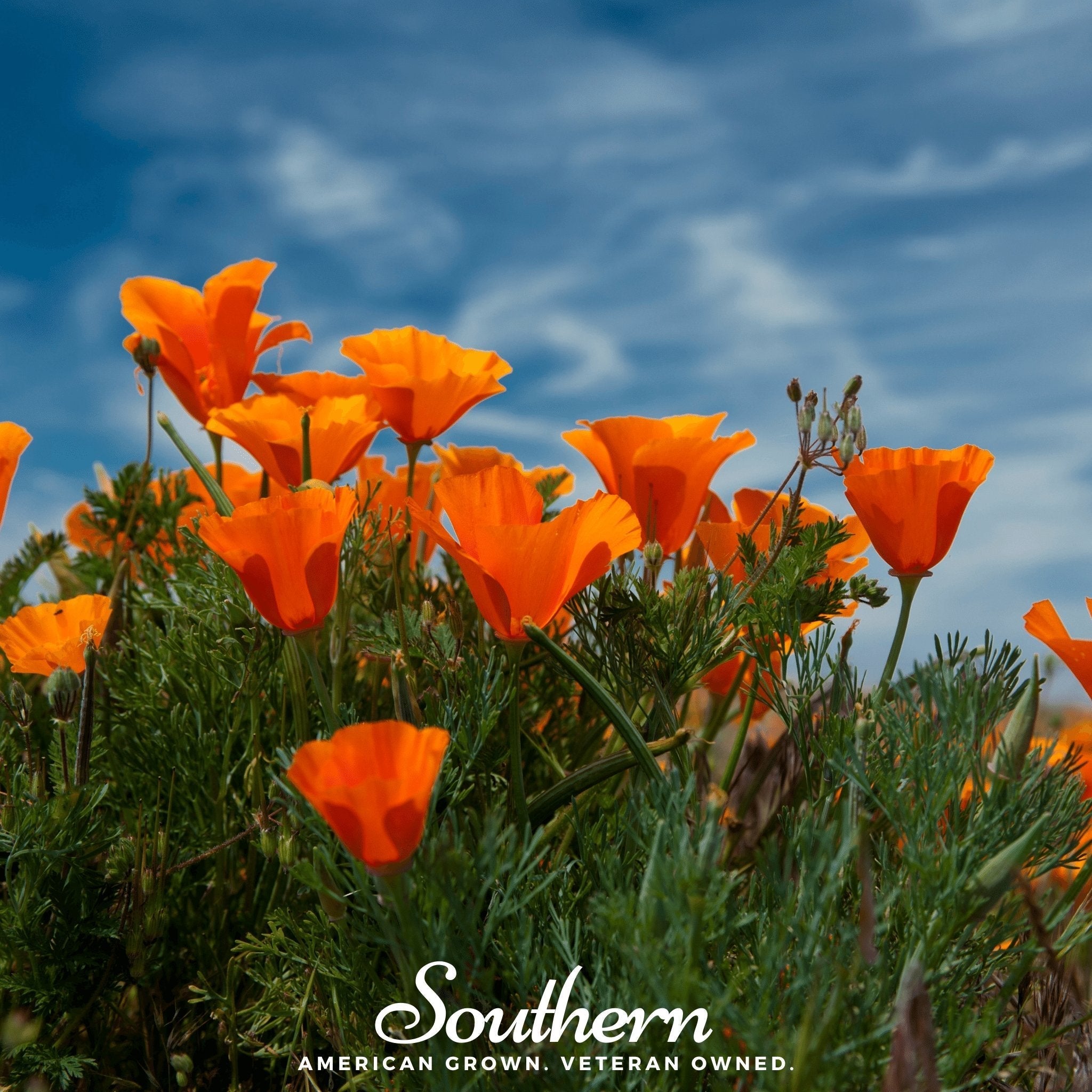 Orange California Poppy – 200 Seeds