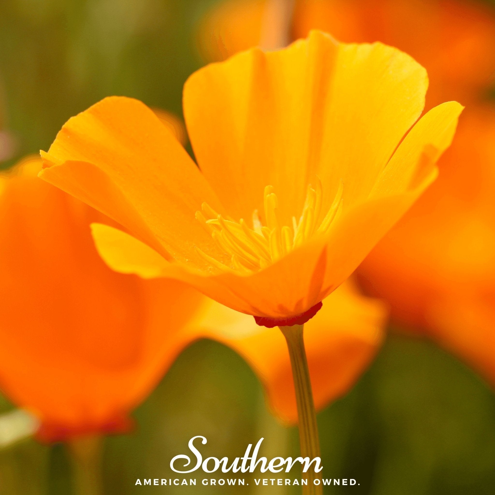 Orange California Poppy – 200 Seeds
