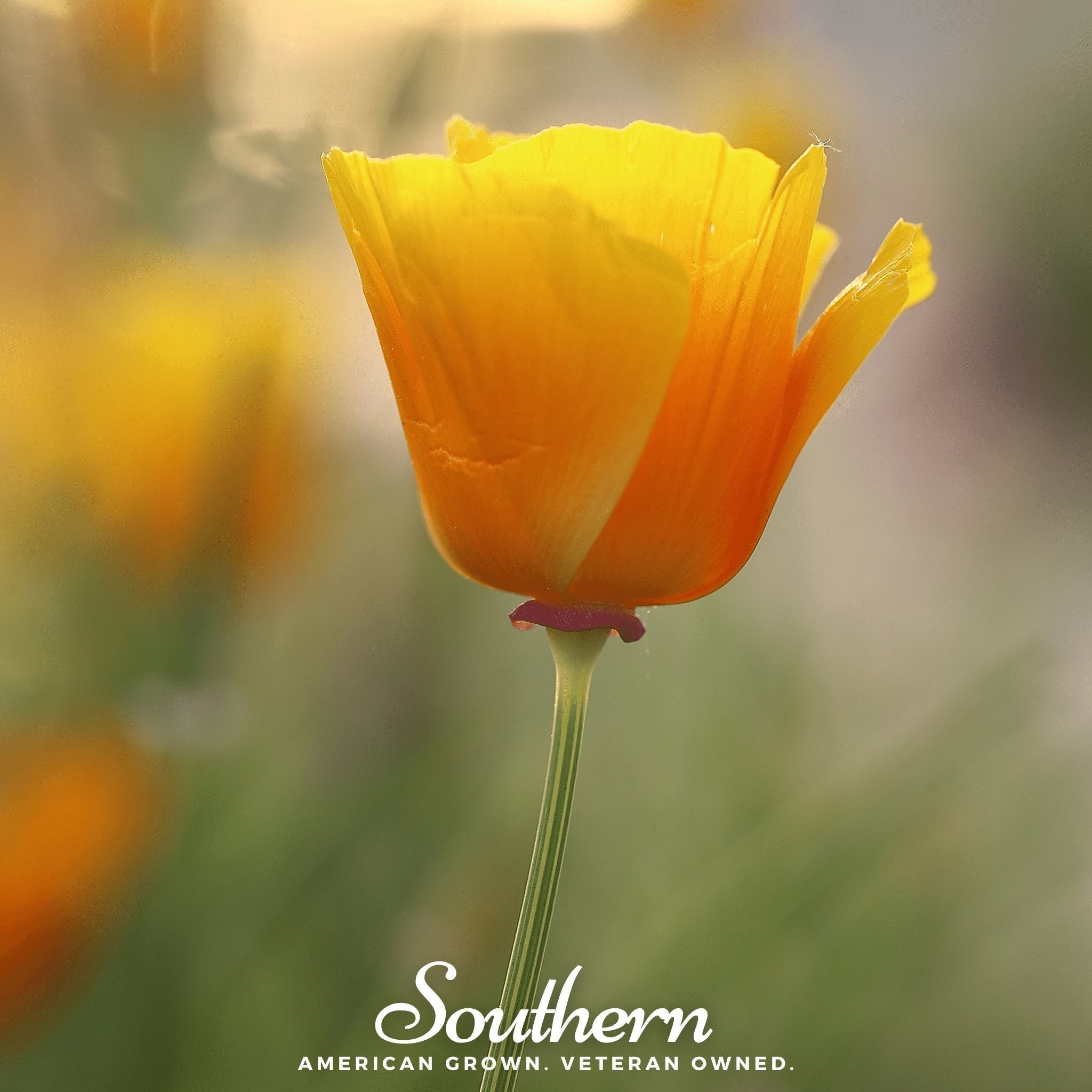 Orange California Poppy – 200 Seeds