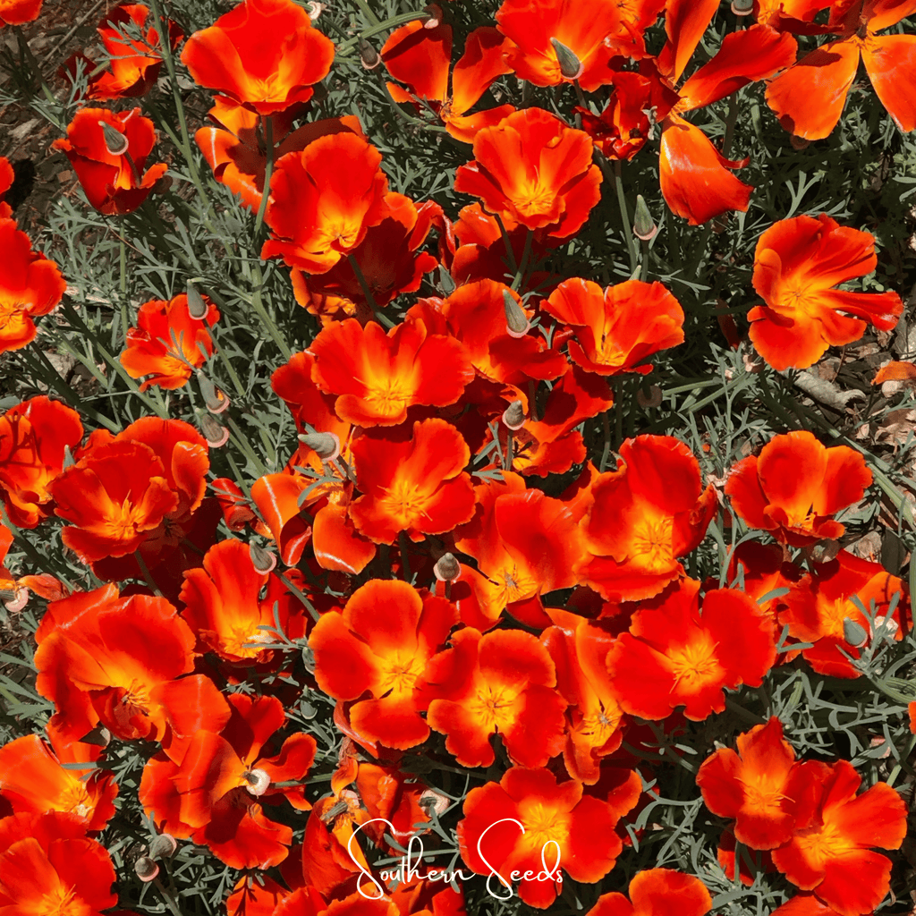 Red Chief California Poppy – 200 Seeds