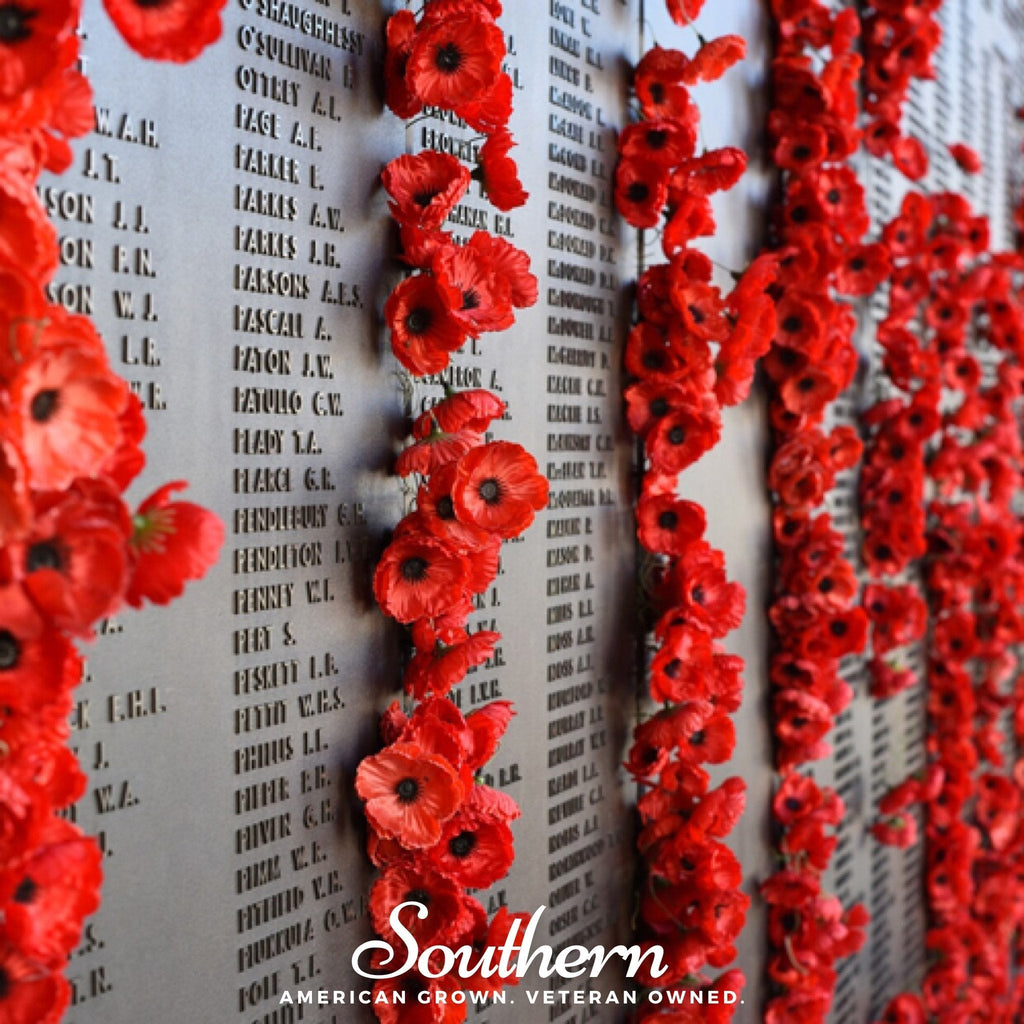 Red Poppy – 100 Seeds