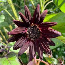 Chocolate Cherry Sunflower Seeds – Rich Burgundy Garden Blooms