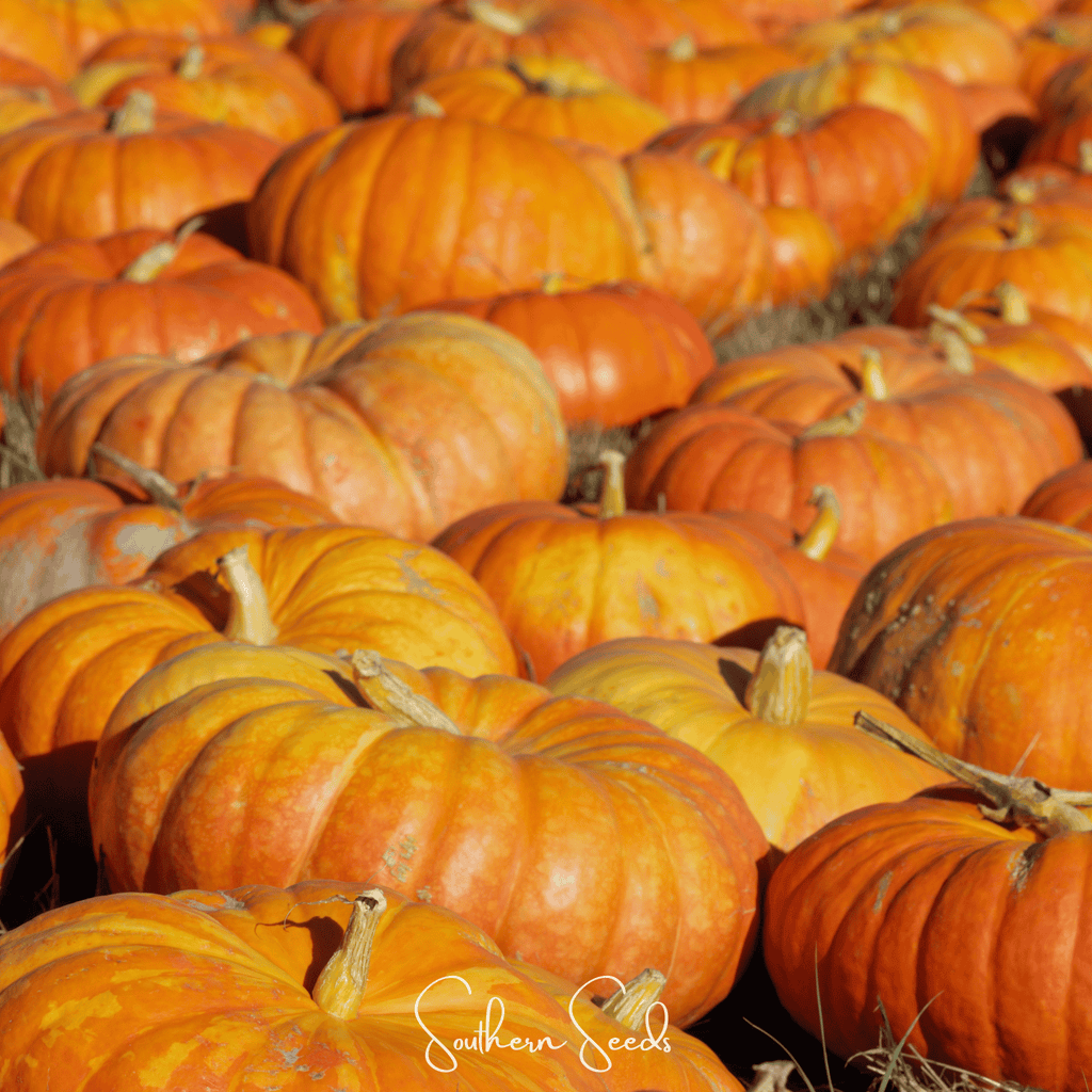 Cinderella Pumpkin – 10 Seeds