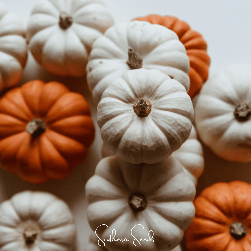 Gooligan Pumpkin – 10 Seeds