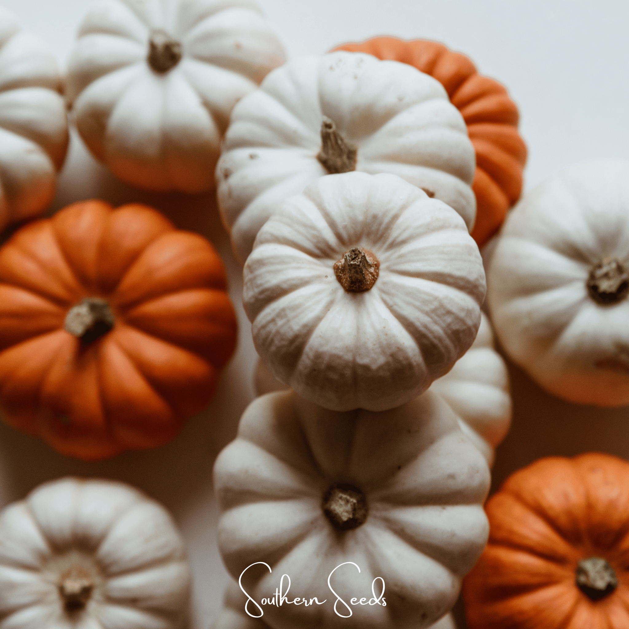 Gooligan Pumpkin – 10 Seeds