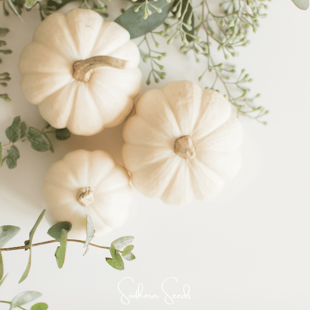 Gooligan Pumpkin – 10 Seeds