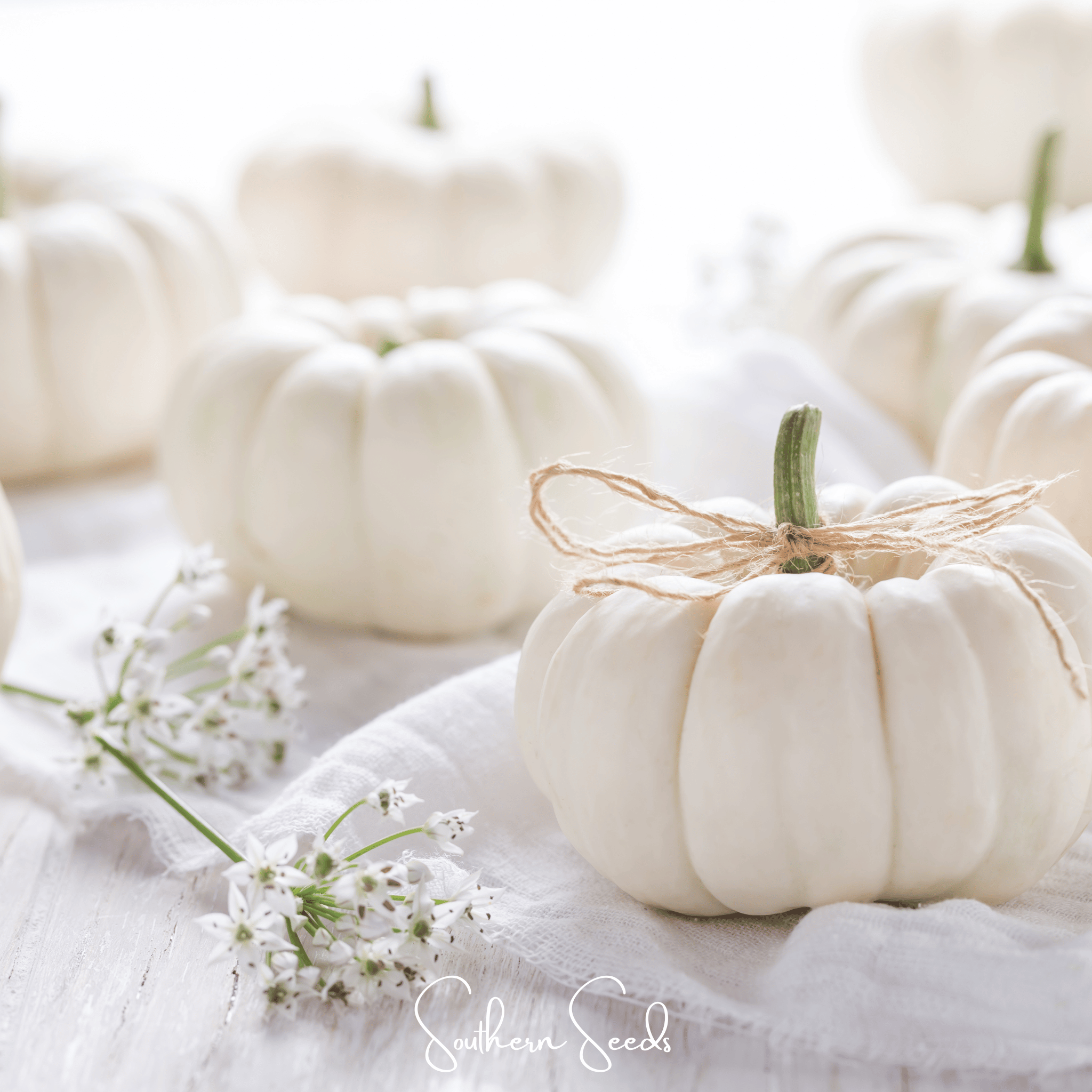 Gooligan Pumpkin – 10 Seeds