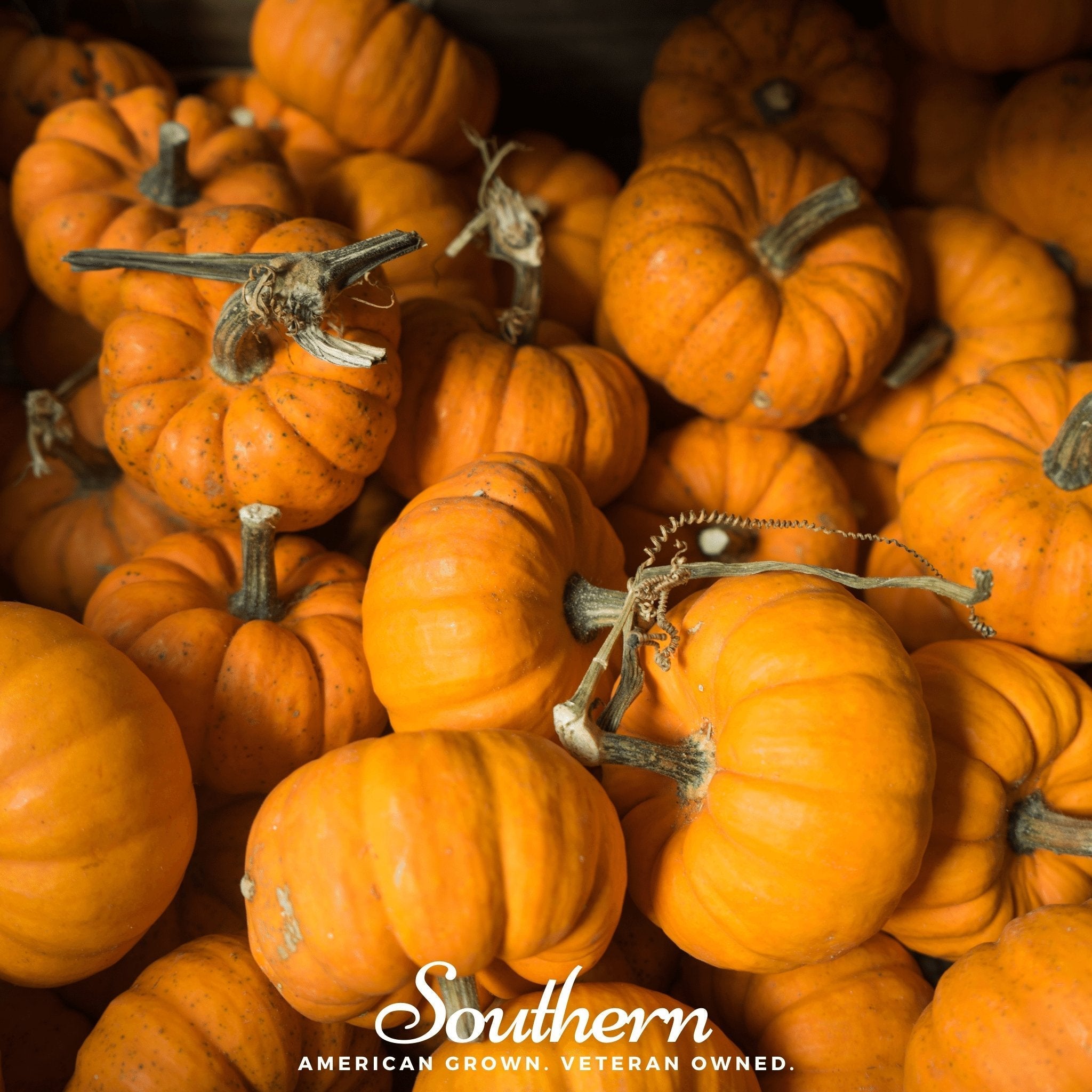 Jack Be Little Pumpkin – 25 Seeds