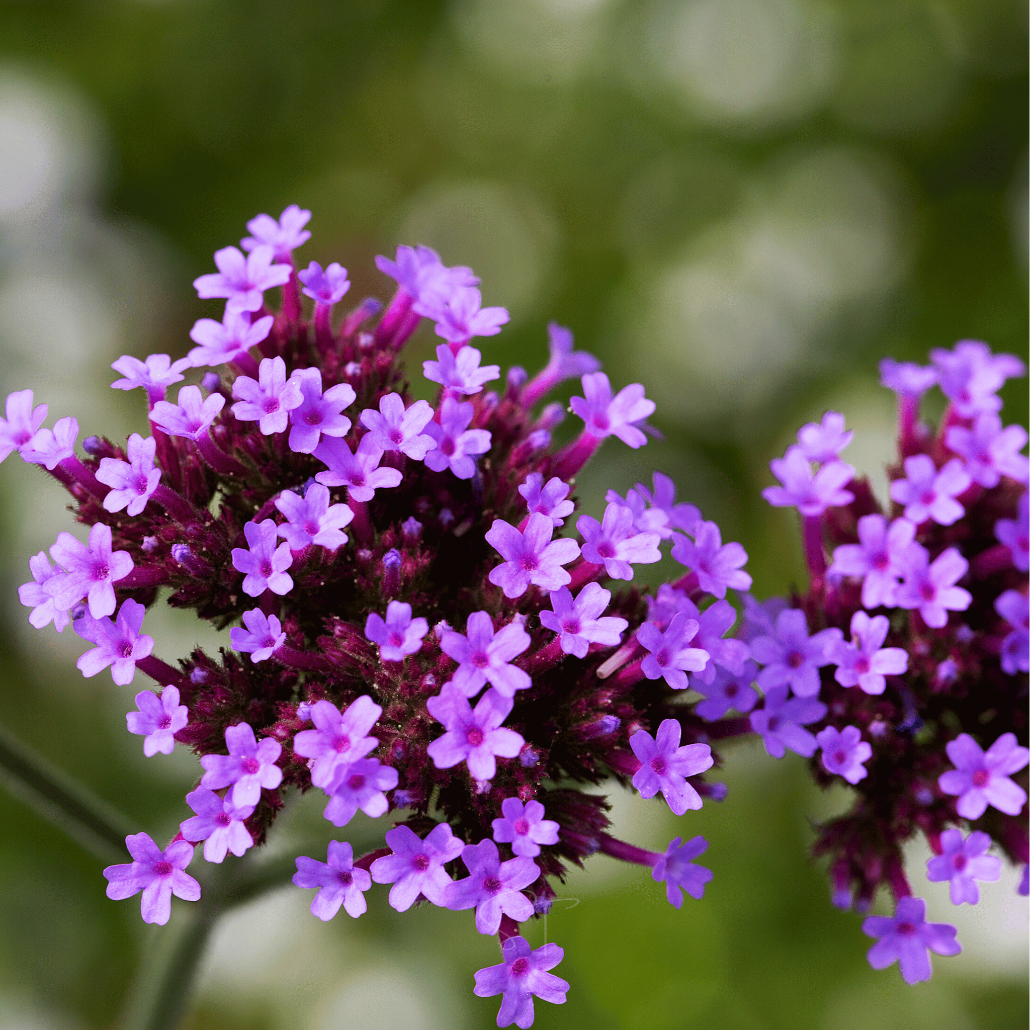 Purple Top Vervain – 100 Seeds