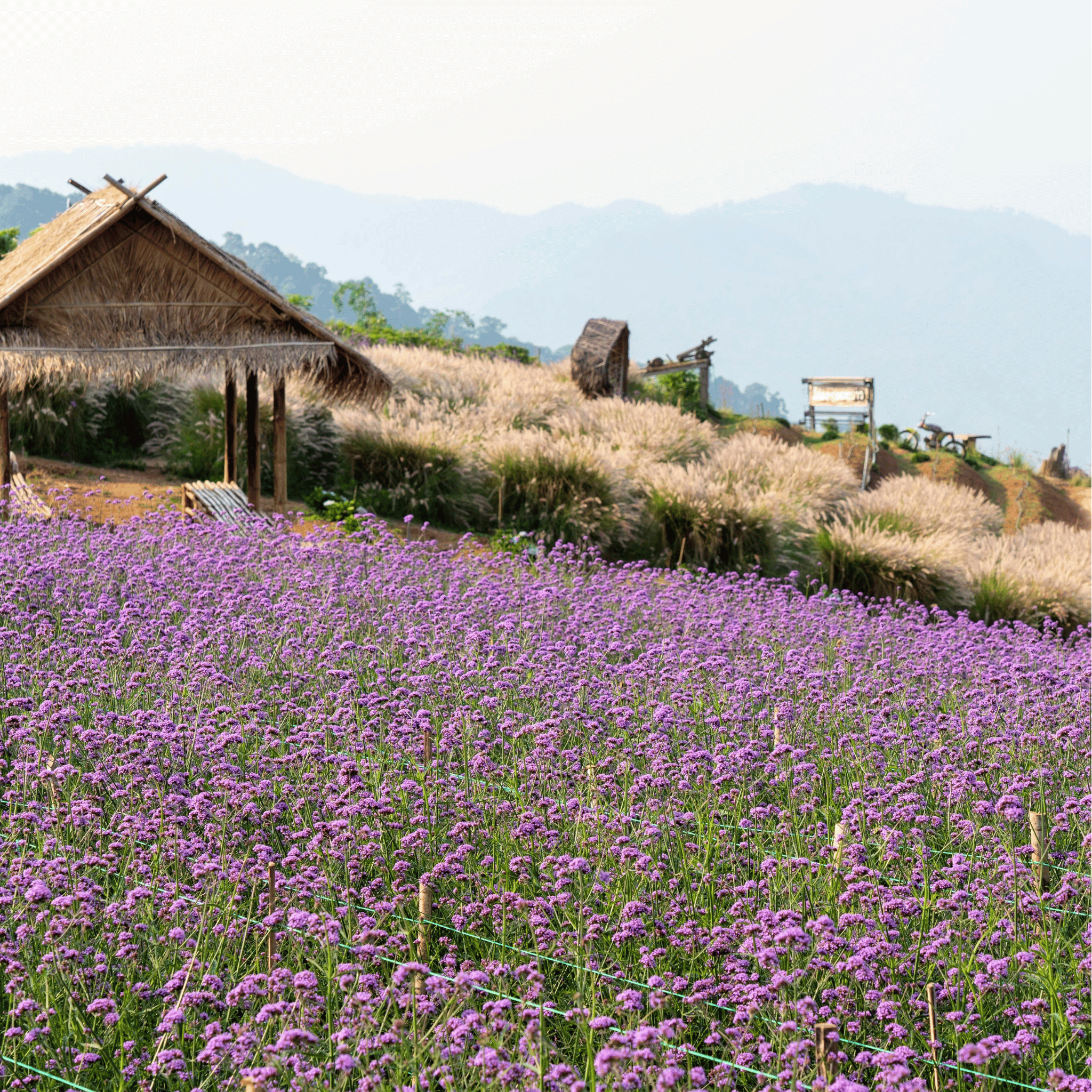 Purple Top Vervain – 100 Seeds