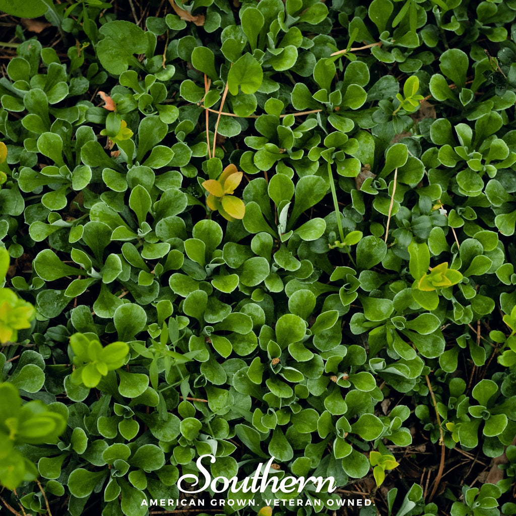 Purslane – 100 Seeds