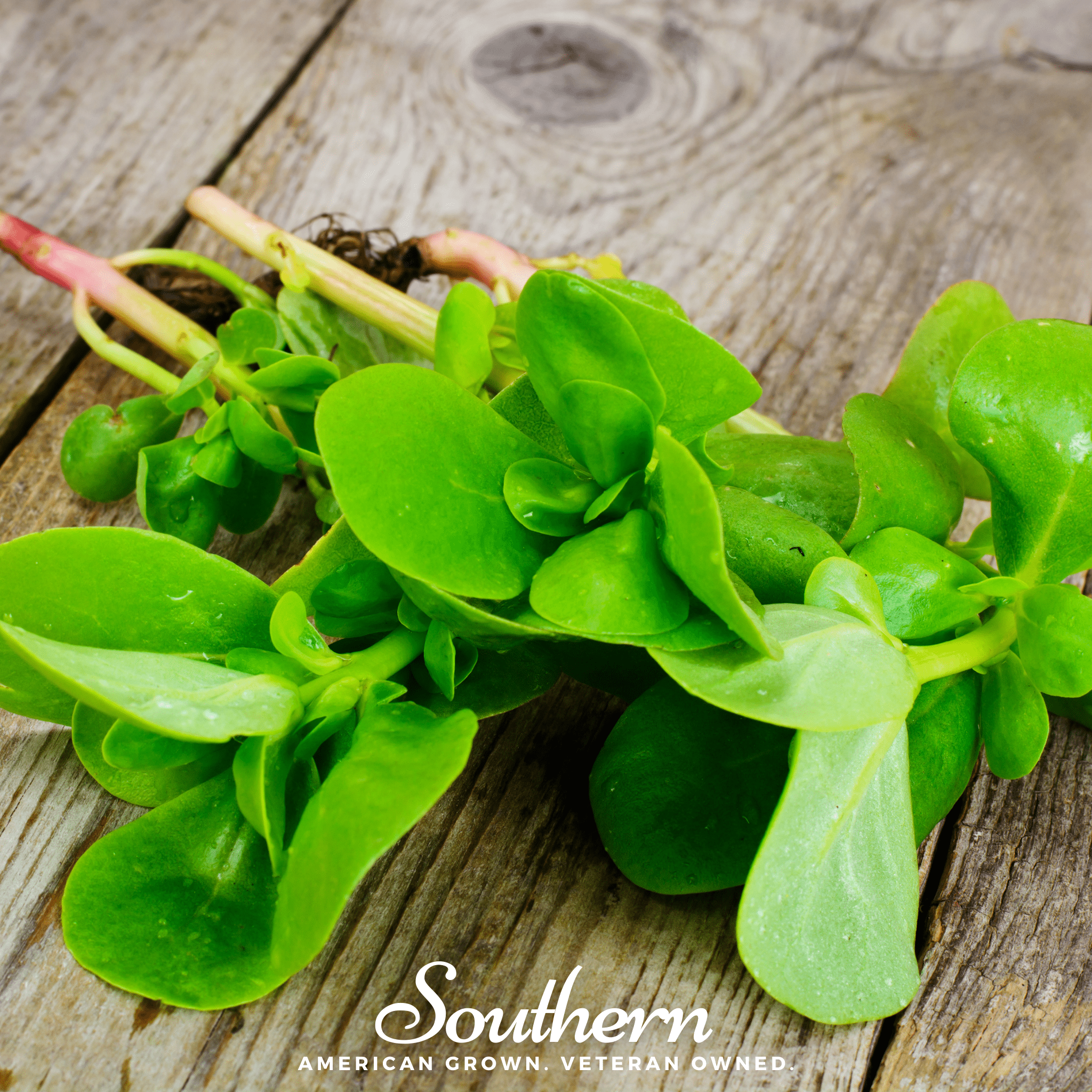 Purslane – 100 Seeds