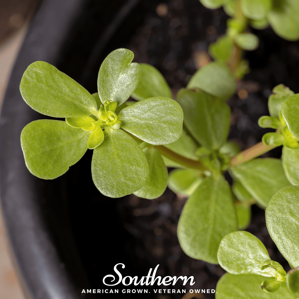 Purslane – 100 Seeds