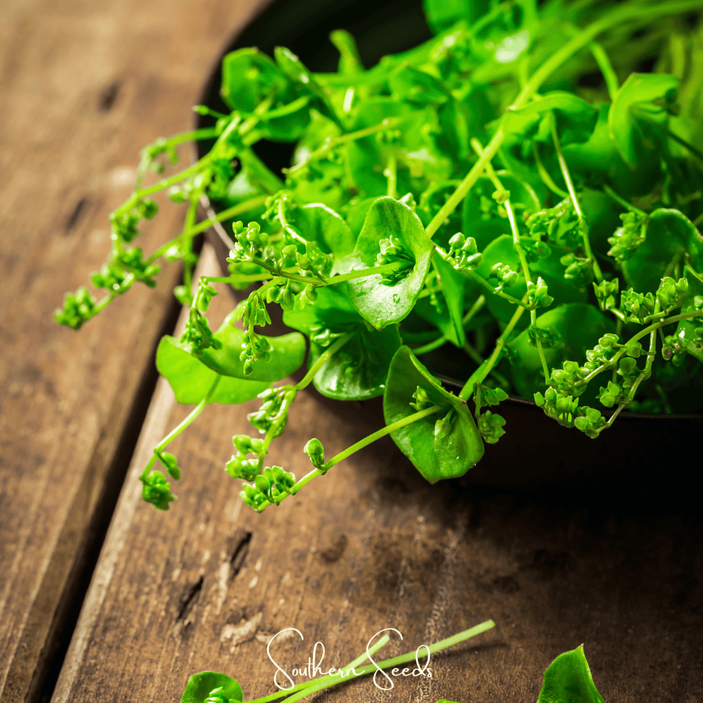Winter Purslane, Miner’s Lettuce – 100 Seeds
