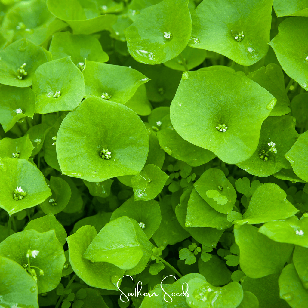 Winter Purslane, Miner’s Lettuce – 100 Seeds