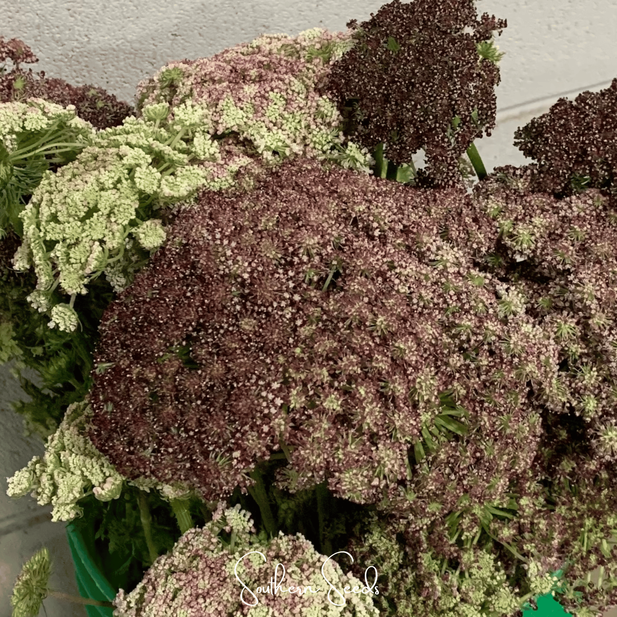 Chocolate Lace Queen Anne's Lace – 100 Seeds