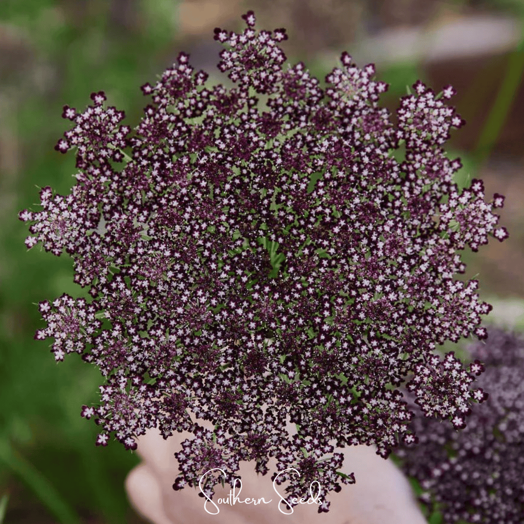 Chocolate Lace Queen Anne's Lace – 100 Seeds