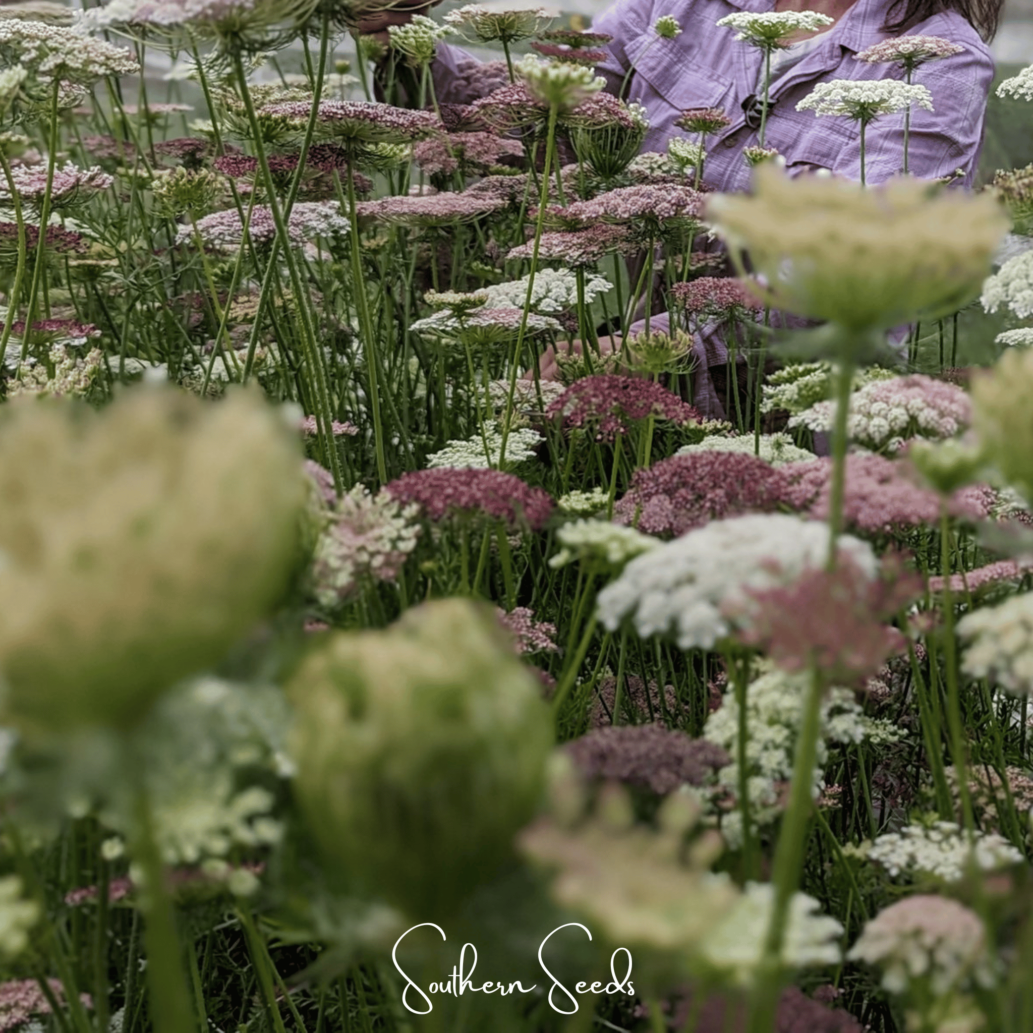 Chocolate Lace Queen Anne's Lace – 100 Seeds