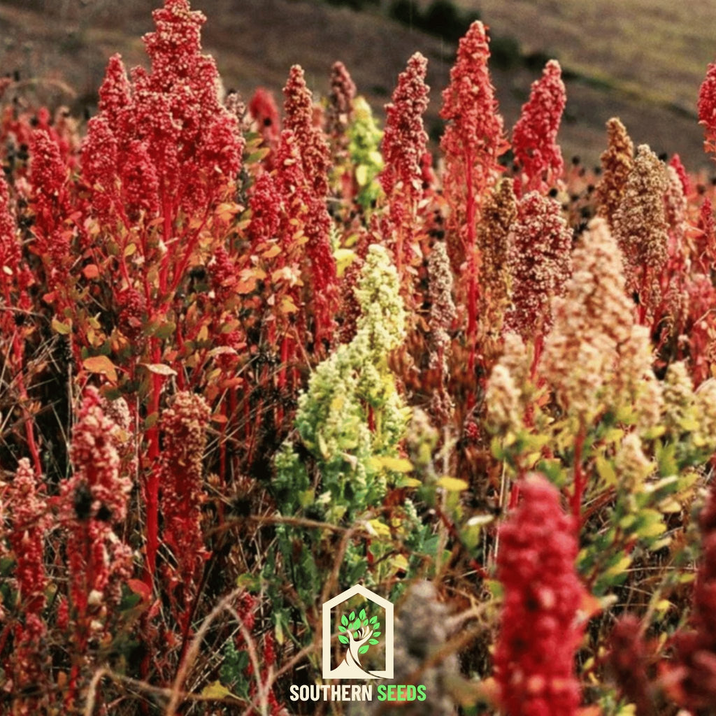 Brightest Brilliant Rainbow Quinoa – 250 Seeds