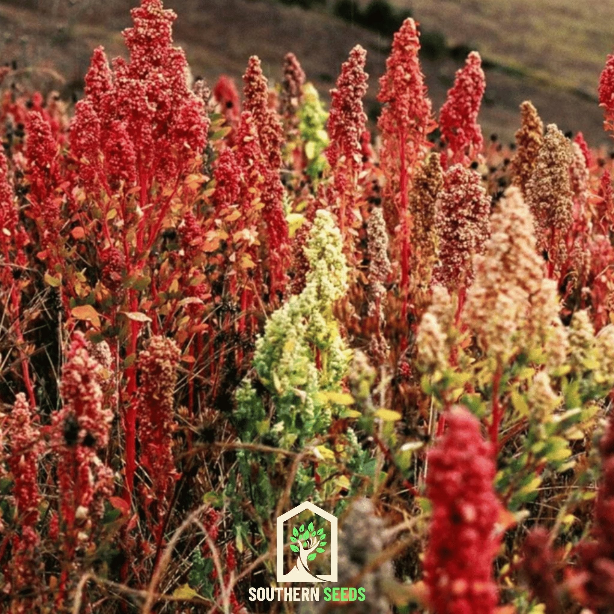 Brightest Brilliant Rainbow Quinoa – 250 Seeds