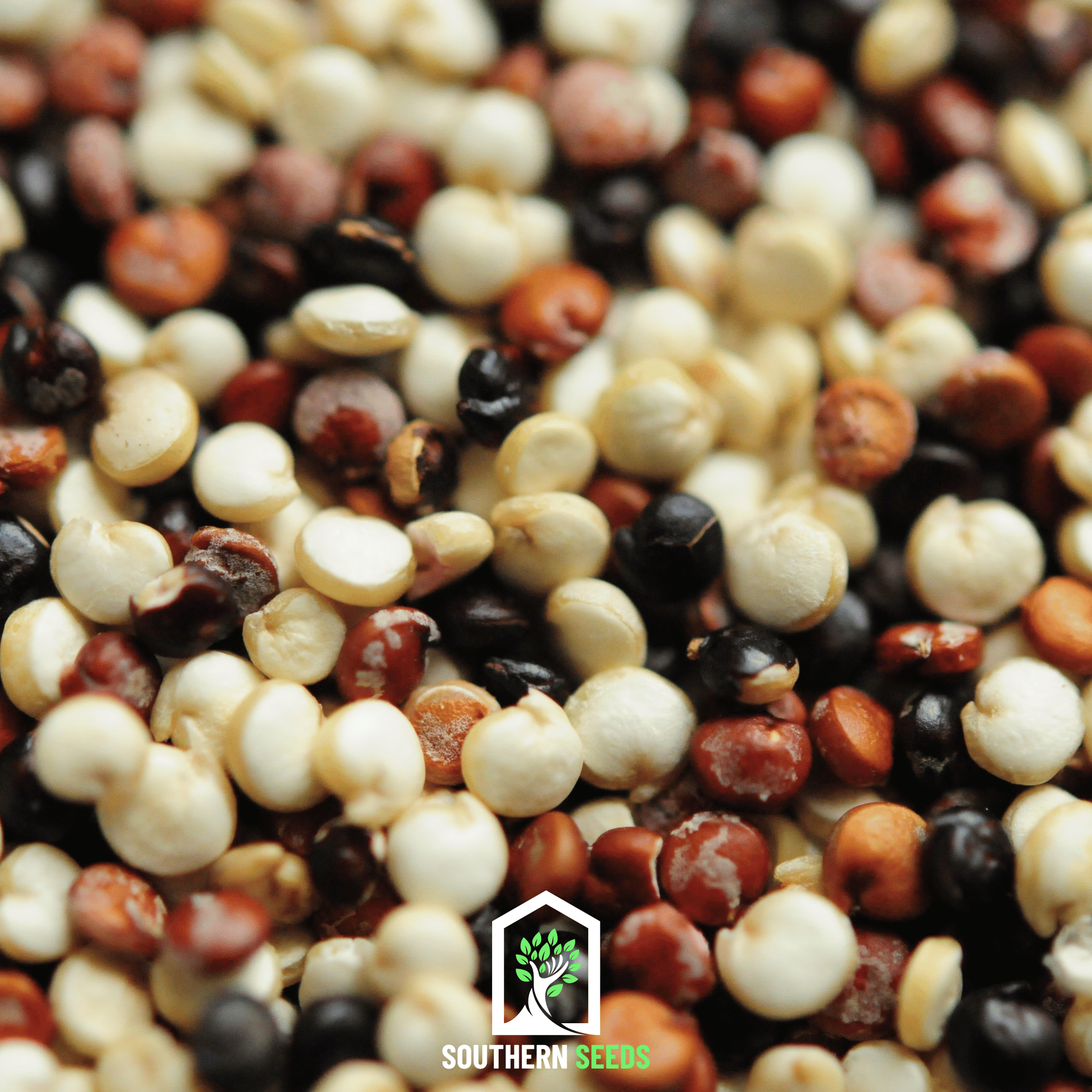 Brightest Brilliant Rainbow Quinoa – 250 Seeds